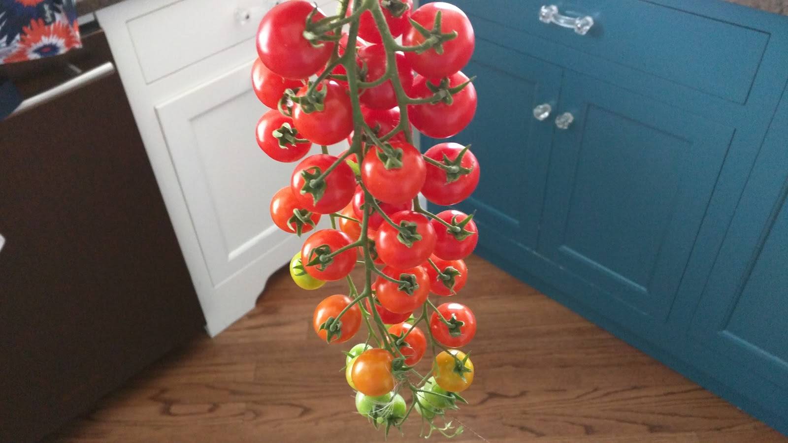 Томат рапунцель: характеристика и описание сорта, отзывы об урожайности помидоров, фото семян