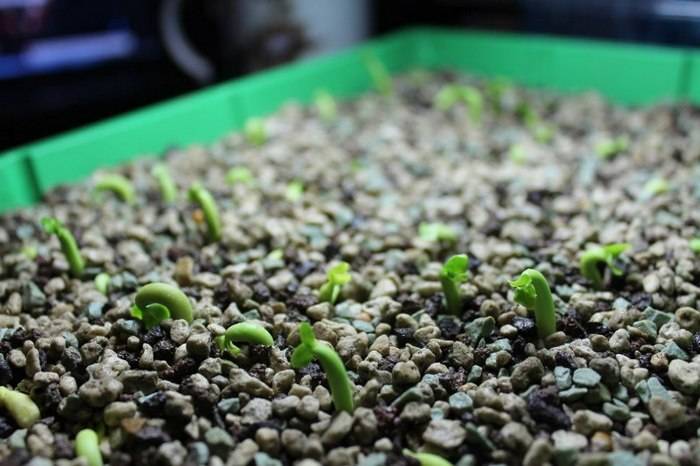 Выращивание адениума из семян в домашних условиях, адениум из семян