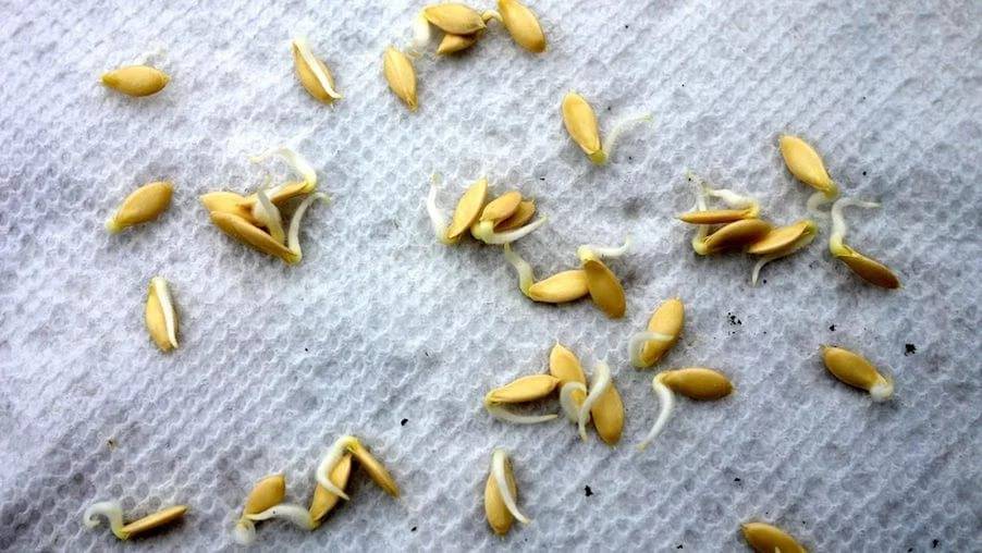Как подготовить семена тыквы для посадки