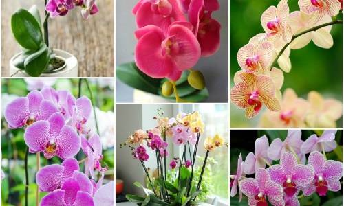 Как часто поливать орхидею в домашних условиях, когда и сколько раз в неделю (в месяц) можно и нужно увлажнять растение: все о режиме полива