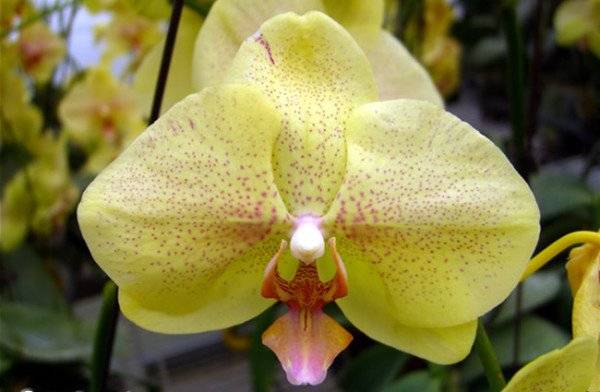 Желтая орхидея: описание вида и его сортов, фото растений в крапинку, просто лимонного цвета и других, а также особенности ухода и размножения selo.guru — интернет портал о сельском хозяйстве