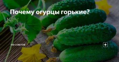Почему огурцы горькие: причины и что делать в теплице и открытом грунте