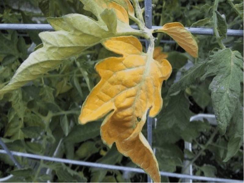 Почему в теплице у помидоров желтеют листья: инфекционные и неинфекционные заболевания, другие причины