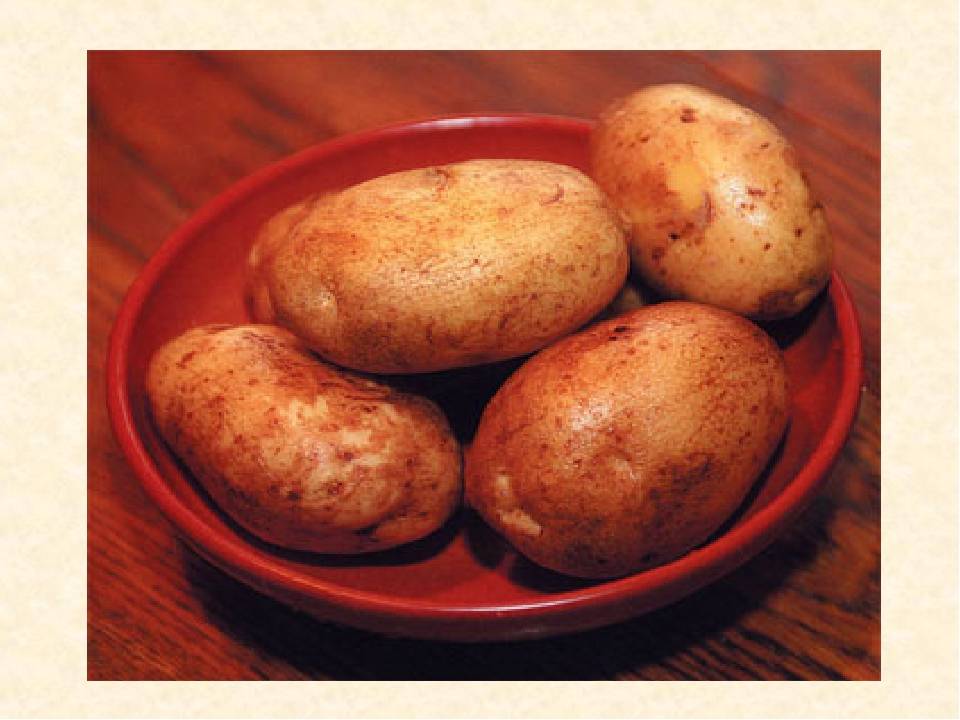 Луговская сорт картофеля фото описание