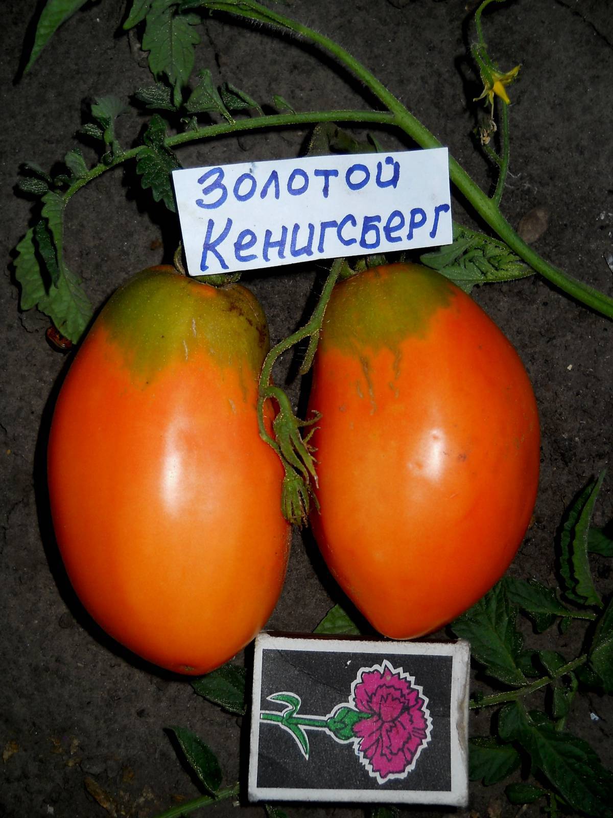 Томат Золотой Кенигсберг Отзывы Фото Урожайность