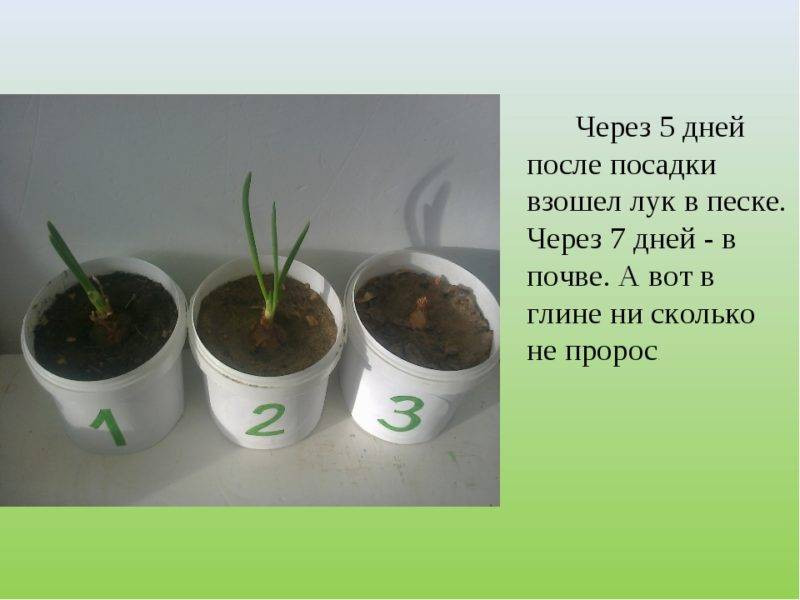 Через какое время прорастают семена. Проращивание луковицы в воде. Проращивание в почве.