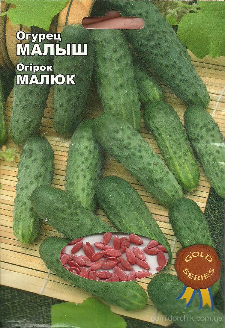 Малыш сорт огурцов