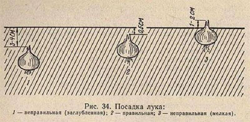 Посадка лука севка весной: как подготовится и выполнить работы?