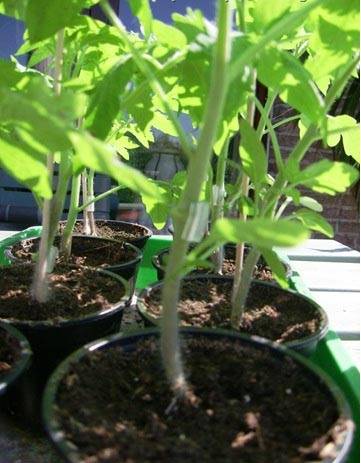 Выращивание томата на двух корнях. прививка томатов