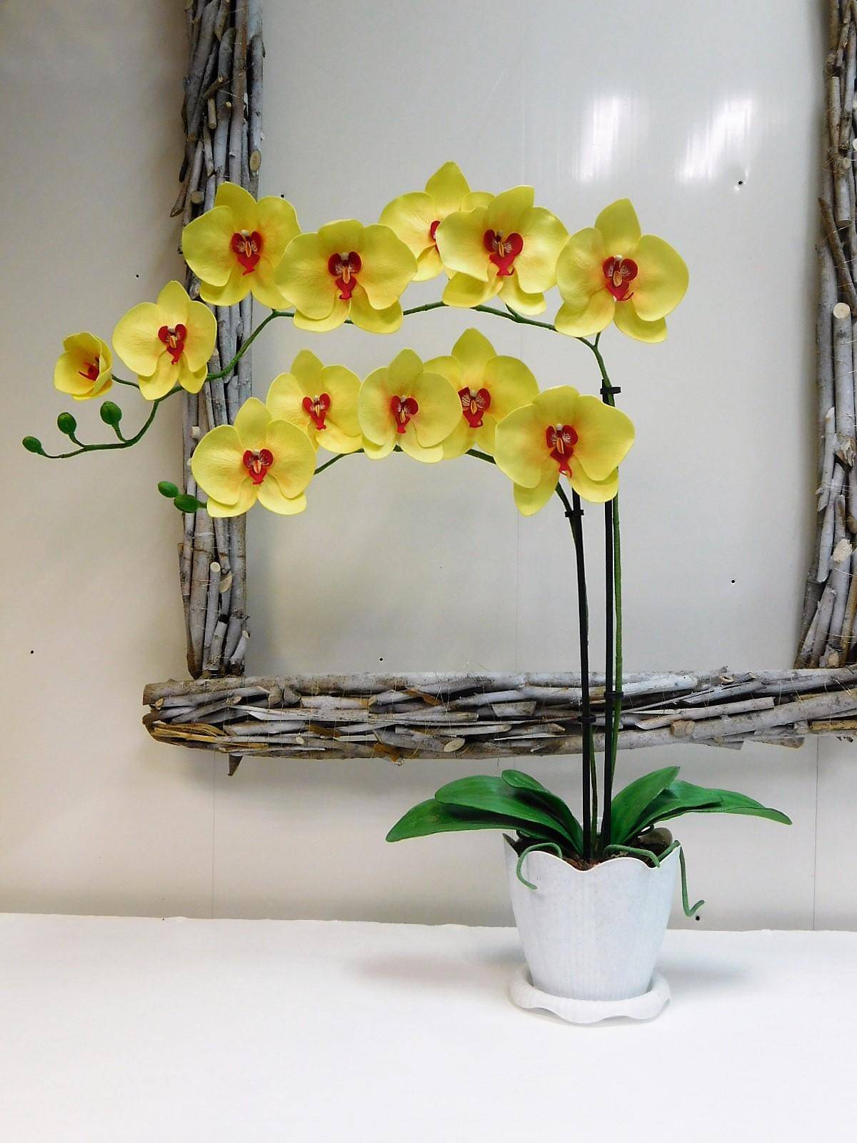 Разные виды орхидей фаленопсис: самая красивая, карликовые, крупноцветковые, каскадные, маленькие, лимонные, ампельные, ароматные, вариегатные, микро-сапфир