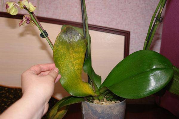 Липкие капли на орхидее: что это такое и почему они появляются на листьях растения? selo.guru — интернет портал о сельском хозяйстве
