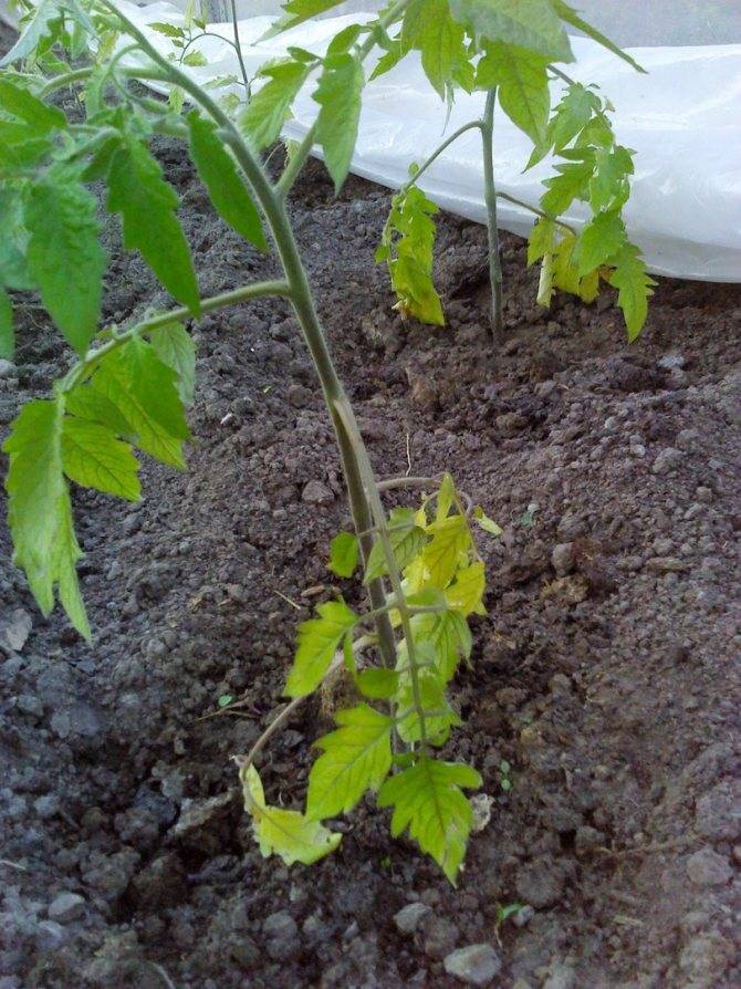 Почему желтеют листья у помидор в теплице и как с этим бороться