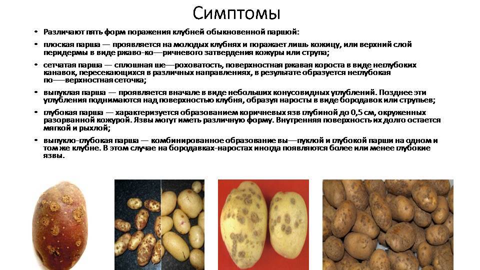 Грибковые болезни картофеля - симптомы и описание (+20фото)