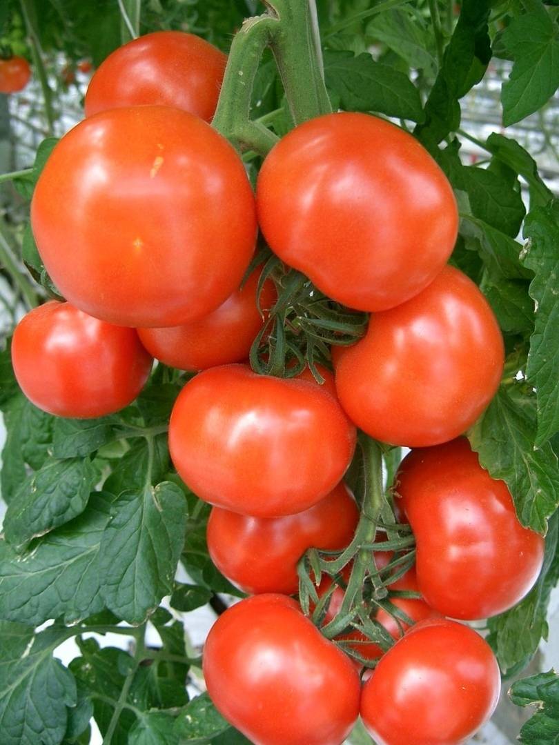 Обзор томатов «евпатор f1»: отзывы садоводов, фото плодов, урожайность культуры – все о томатах. выращивание томатов. сорта и рассада.