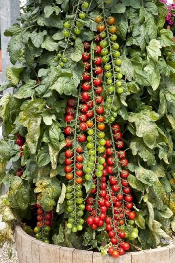 Томат рапунцель: описание, фото выращенного урожая, преимущества и недостатки сорта, советы по уходу