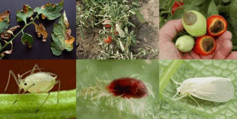 Тля на помидорах: как бороться с паразитами, чем опрыскать томаты, чтобы не было вреда урожаю