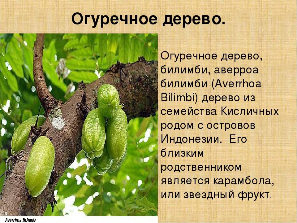 Огуречное дерево билимби: как вырастить, польза и вред, фото