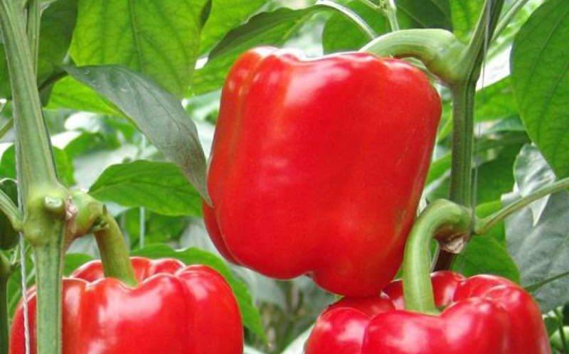 Перец калифорнийское чудо: отзывы, фото, урожайность, характеристика и описание сорта