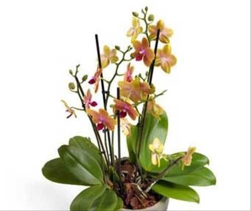 Черный фаленопсис: фото и описание орхидей бабочка, лебедь, принц и других