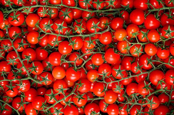 Томат рапунцель: фото помидор, урожайность, отзывы