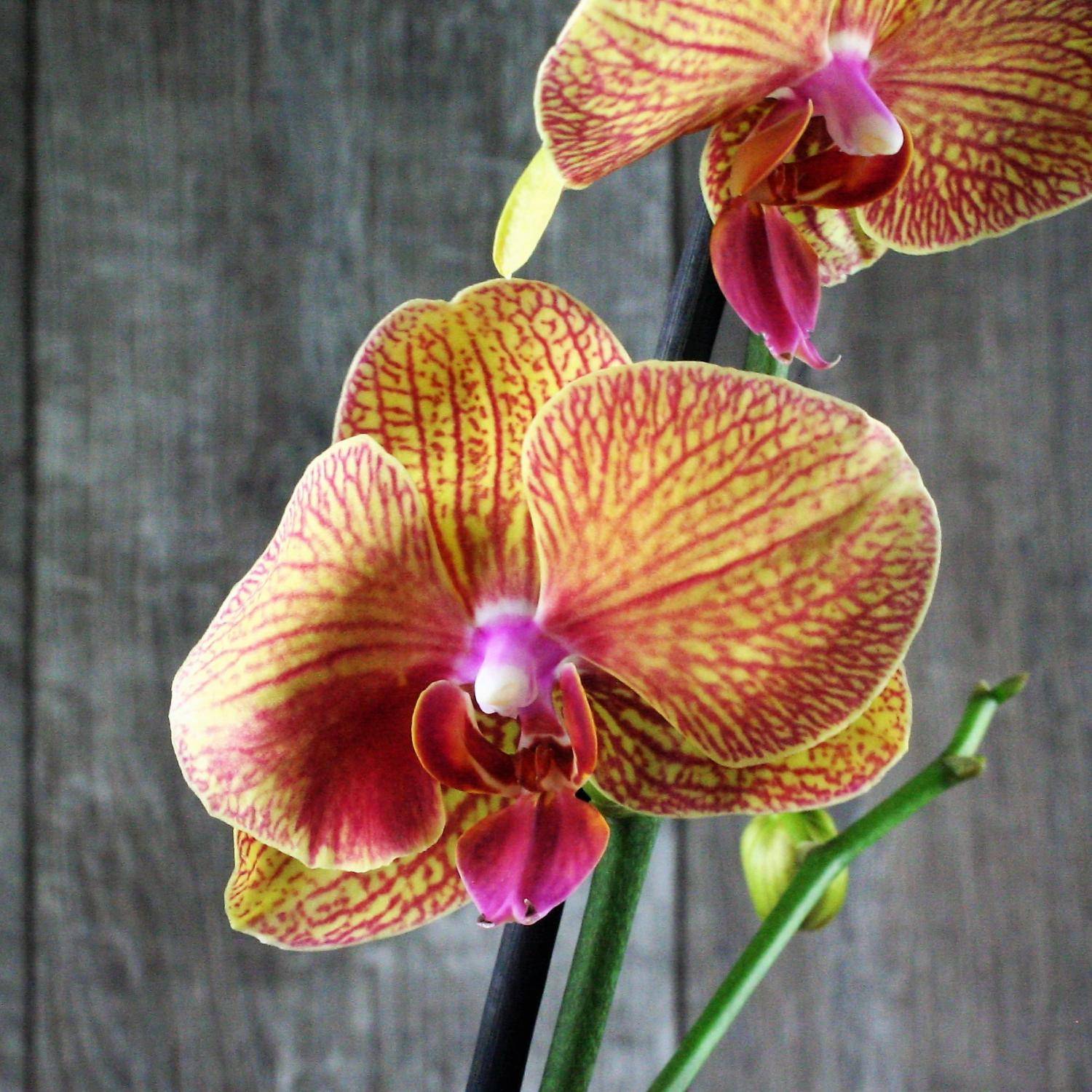 Цветок счастья - красная орхидея фаленопсис.
