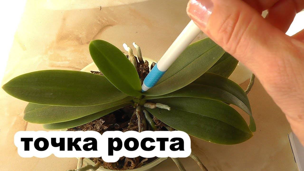 У орхидеи сгнили все корни: что делать и как спасти, если растение погибает - видео-инструкция