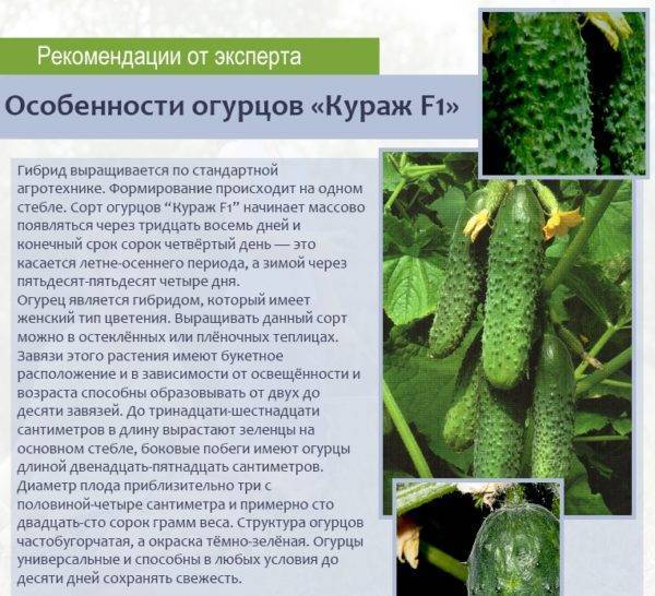 Огурец обыкновенный 'рита f1' — описание сорта, характеристики