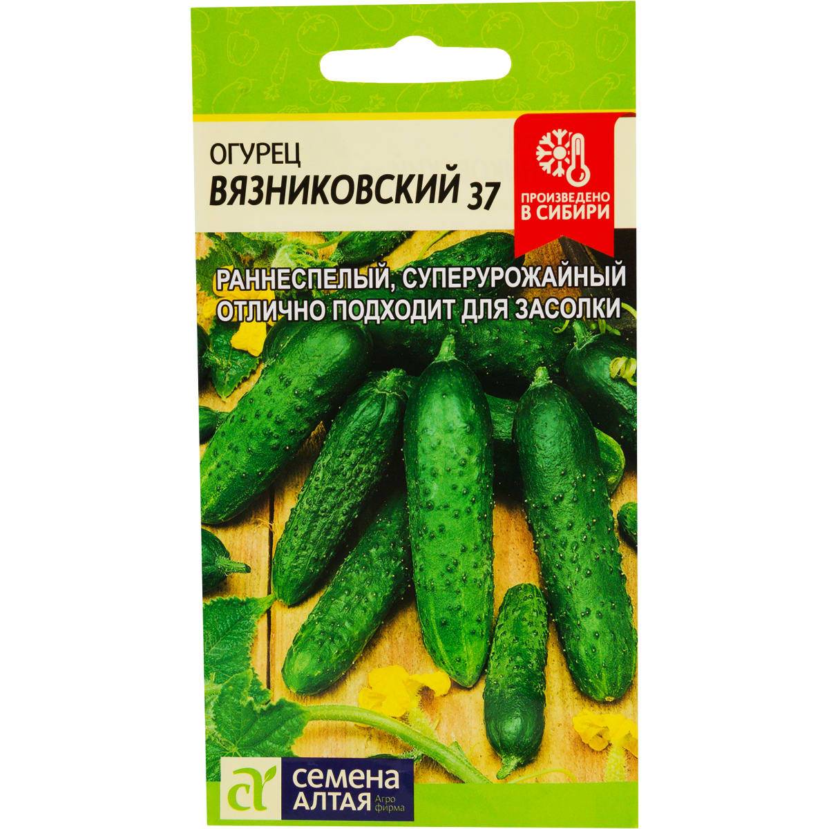 Характеристика сорта огурцов вязниковский 37