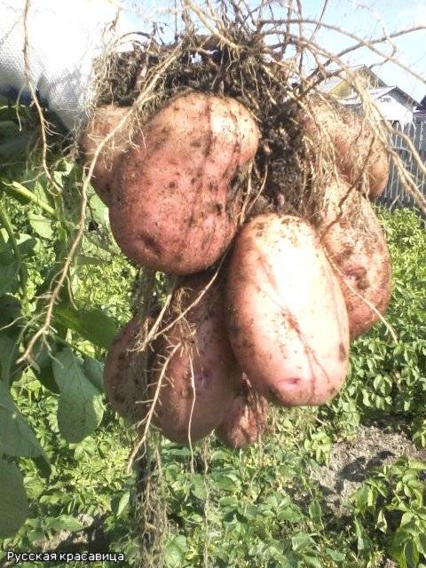 Картофель милена - описание сорта, фото, отзывы, посадка и уход - журнал "совхозик"