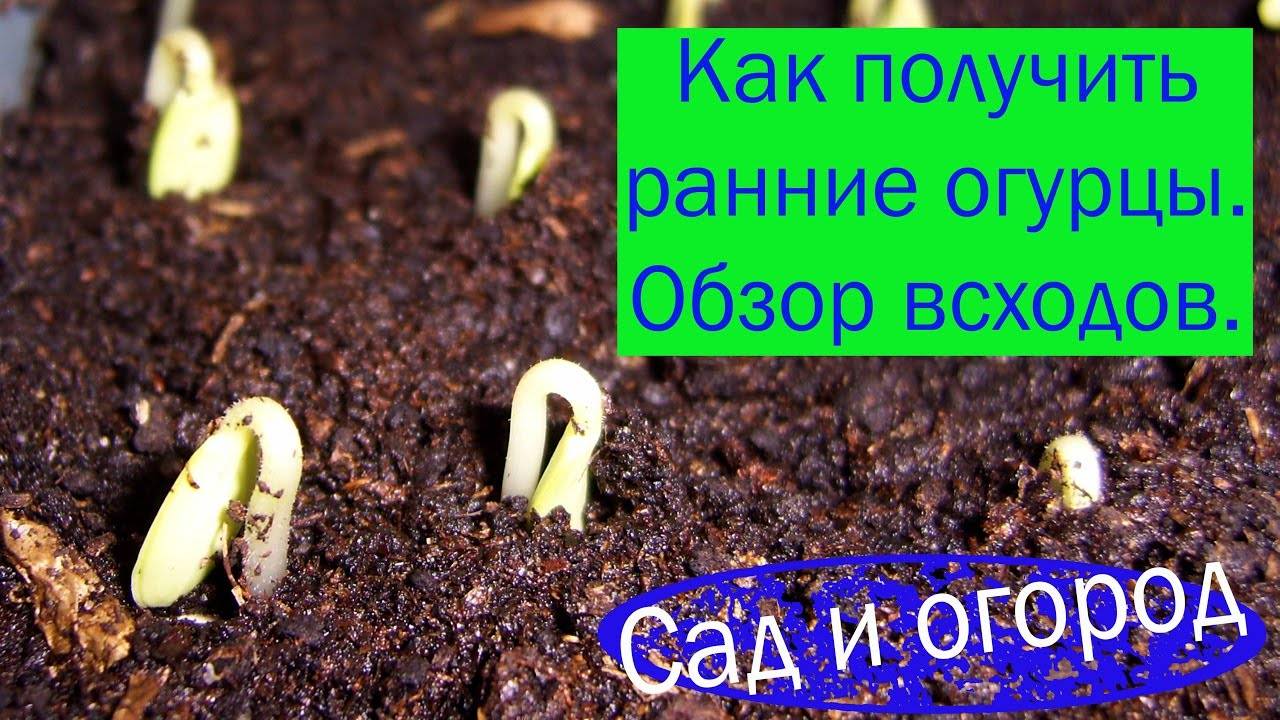 Посадка огурцов на рассаду в 2020 году: правила, сроки, уход