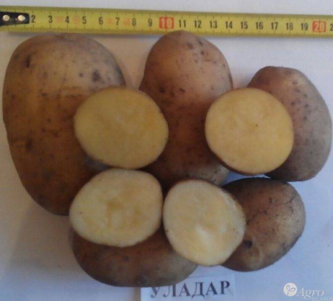 Сорт картофеля уладар характеристика отзывы фото