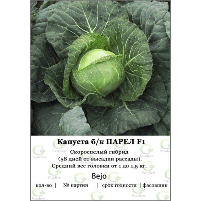 Правила выращивания капусты "парел": от посадки до ухода