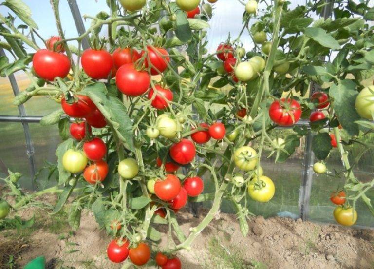 Описание сорта томата верлиока, особенности выращивания и ухода