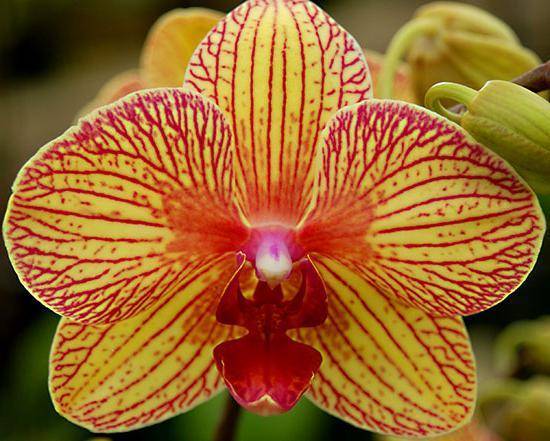 Особенности желтой орхидеи – выращиваем солнце на подоконнике