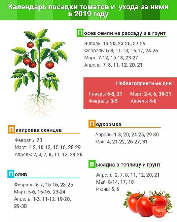 Посадка томатов в марте 2019 года: благоприятные дни по лунному календарю — selok.info