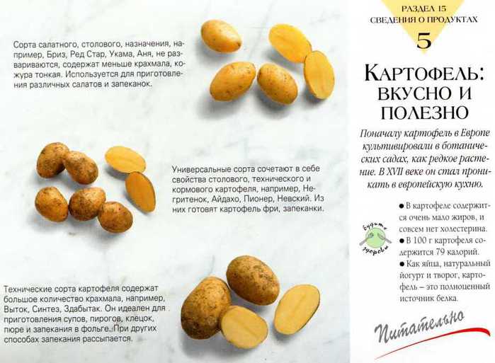 Скороспелый и неприхотливый сорт картофеля «молли»