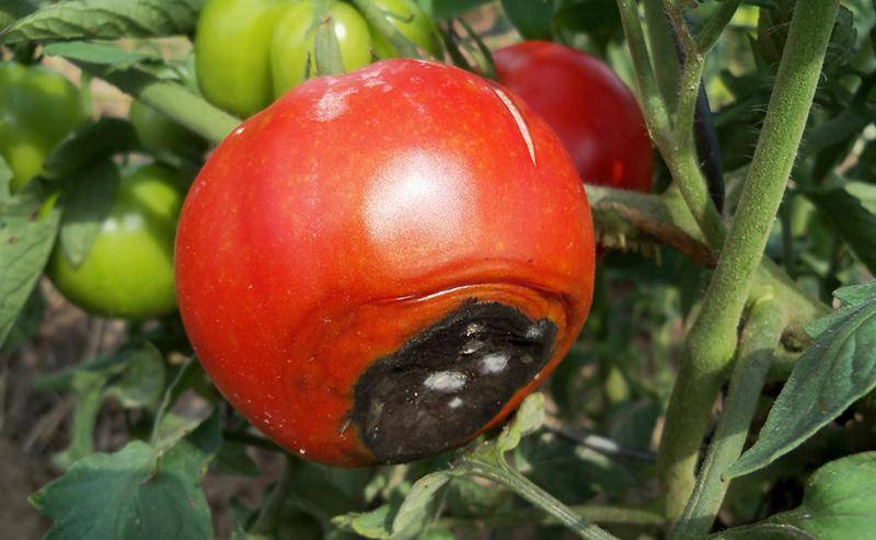 Болезни помидор вершинная гниль - меры борьбы, способы лечения и профилактика