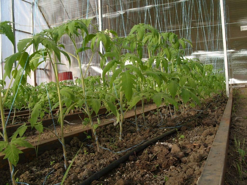 Выращивание рассады томатов в домашних условиях: правила ухода после всходов