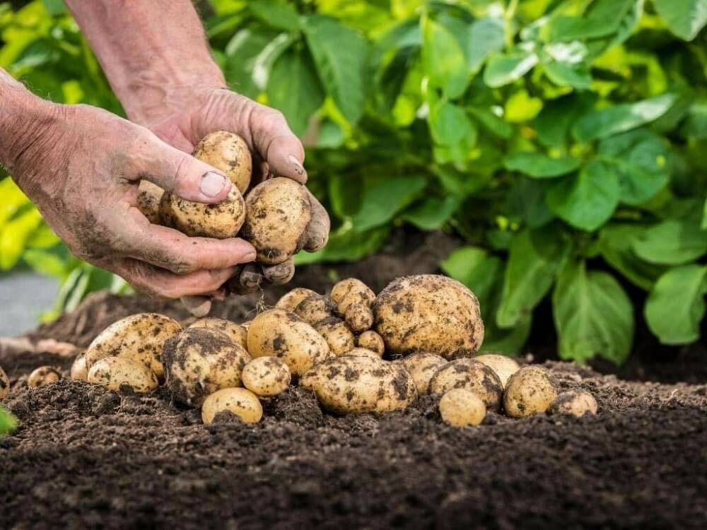 Как вырастить семена картофеля – полная технология