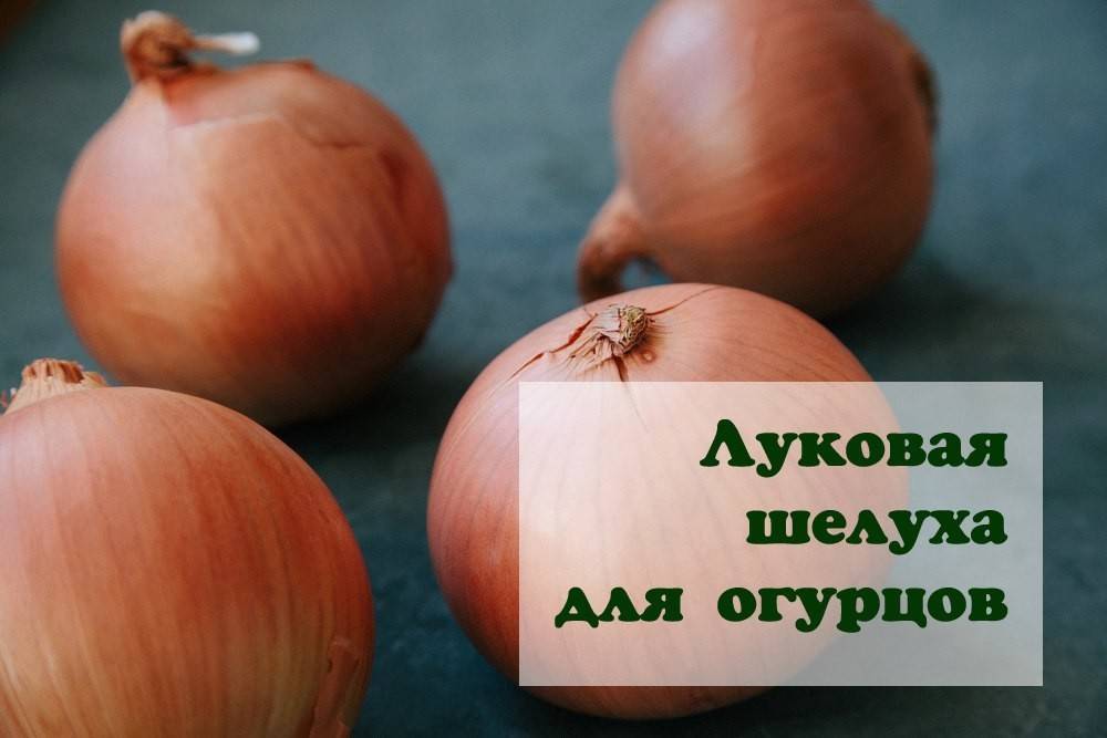 Подкормка огурцов луковой шелухой: народные рецепты, видео и фото