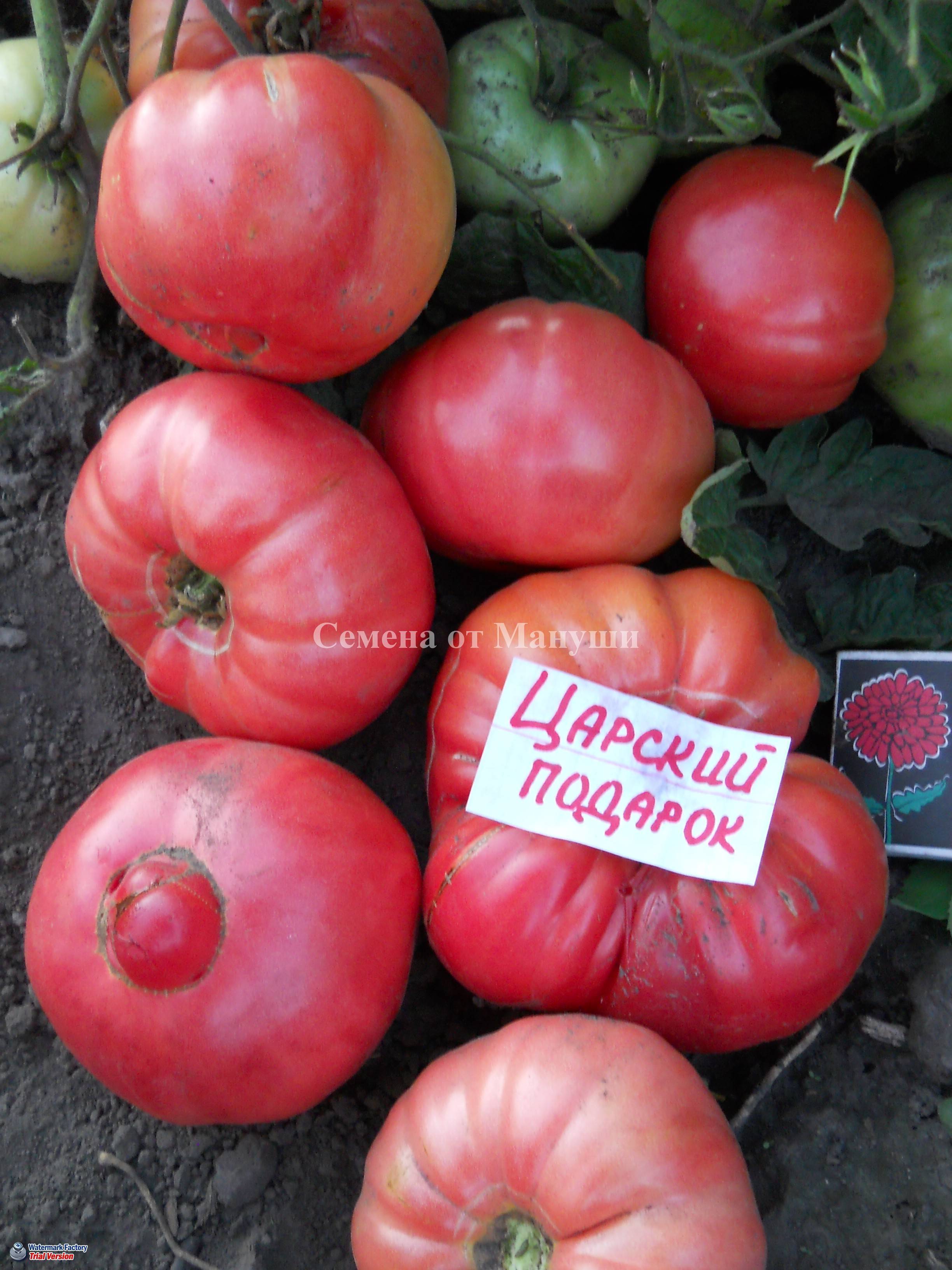 Томат царский любимец: отзывы об урожайности помидоров, фото семян, описание и характеристика сорта