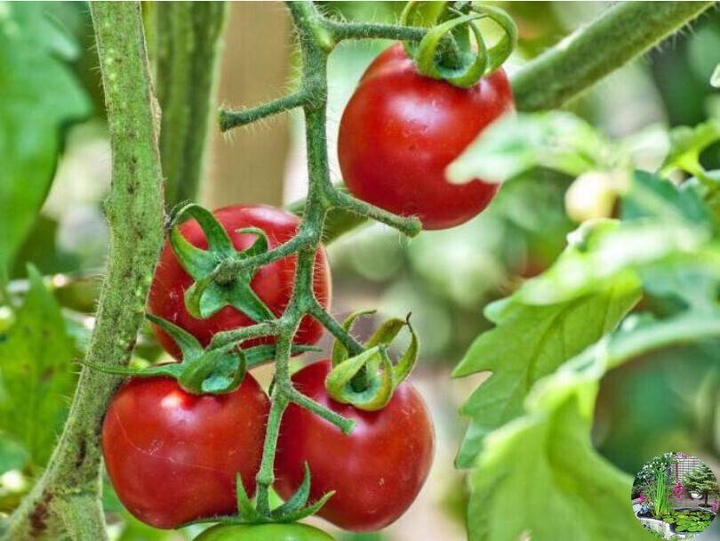 Почему помидоры в теплице жируют и что делать, если это произошло: руководство к действию и полезные советы