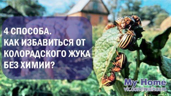 Как применять укусу и горчицу против колорадского жука