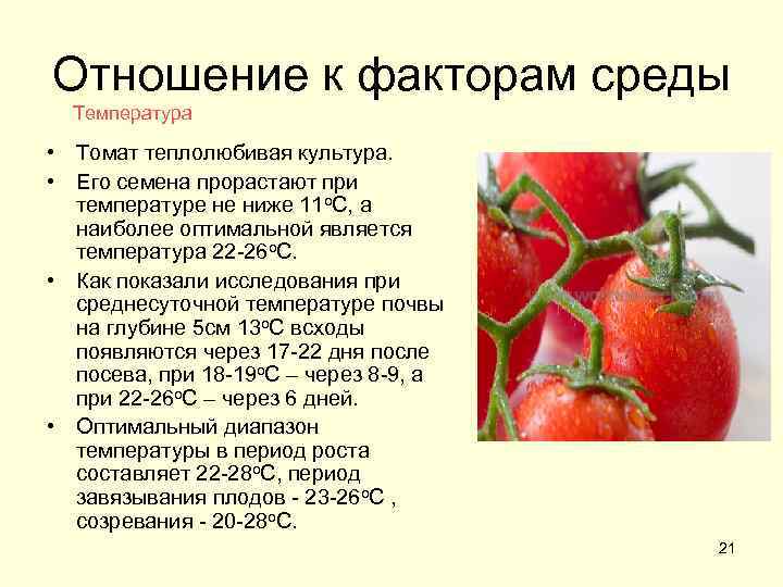 Какую температуру выдерживает рассада томатов