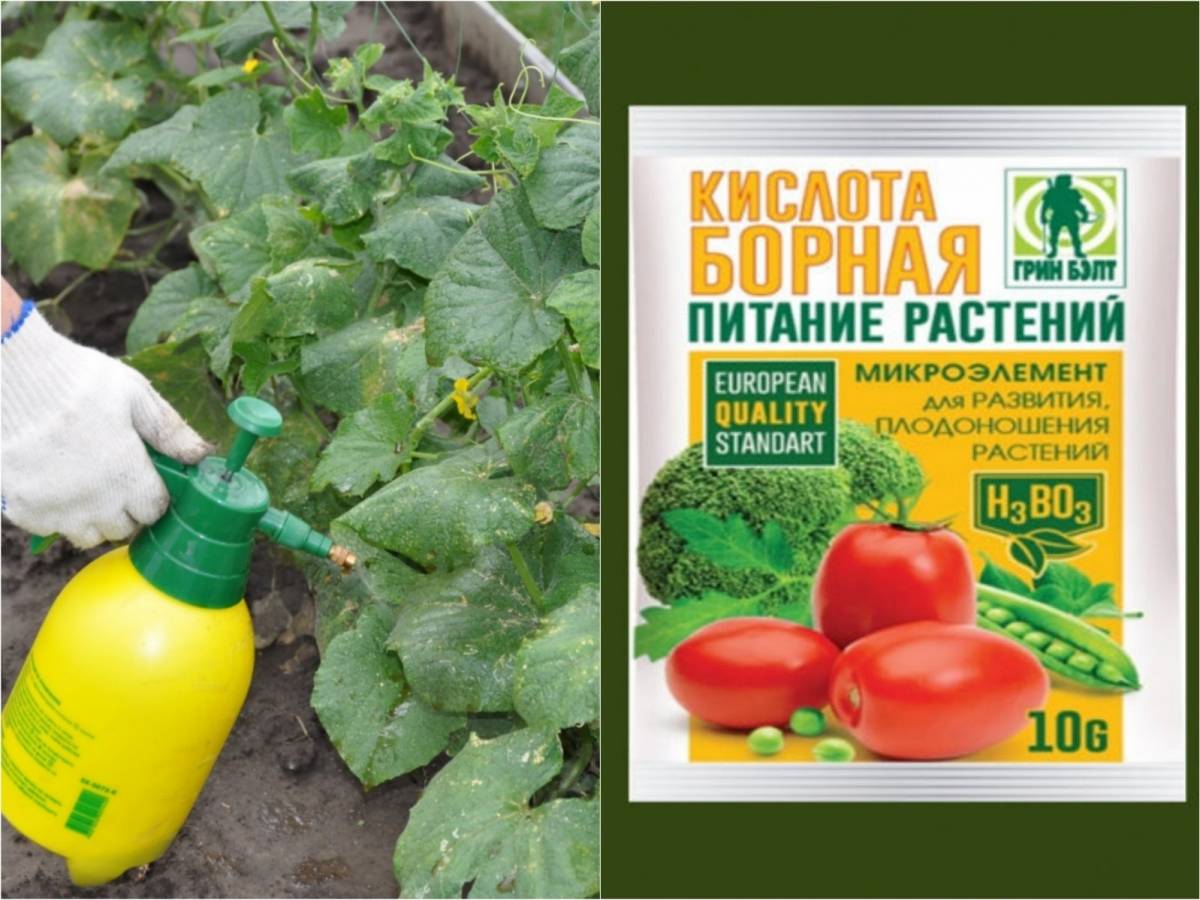 «народные средства» для томатов от болезней - топ-12 лучших