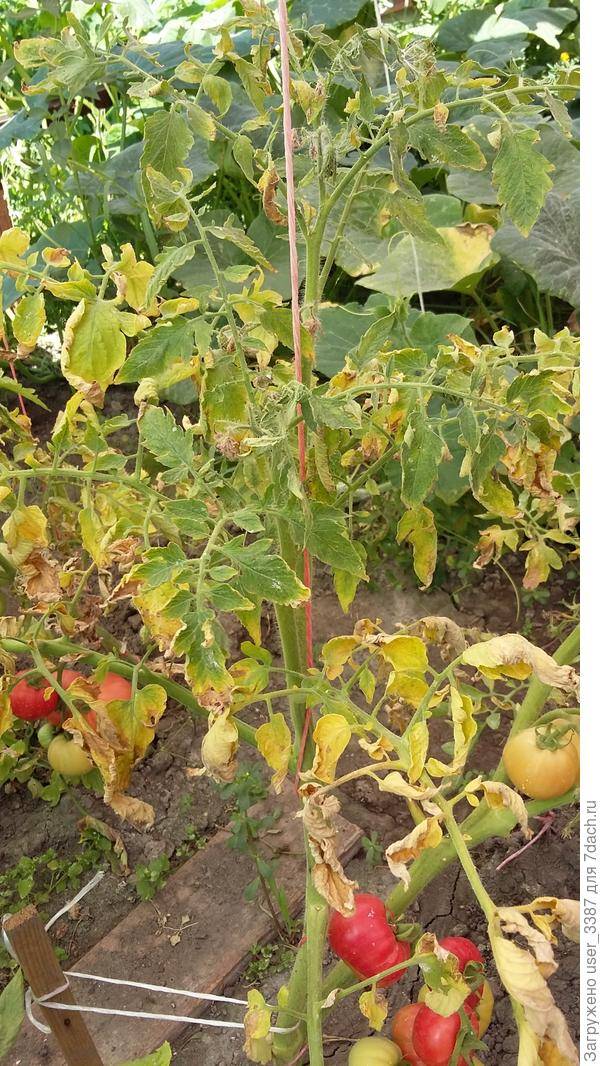 Рассада томатов желтеет: что делать, основные причины пожелтения томатов