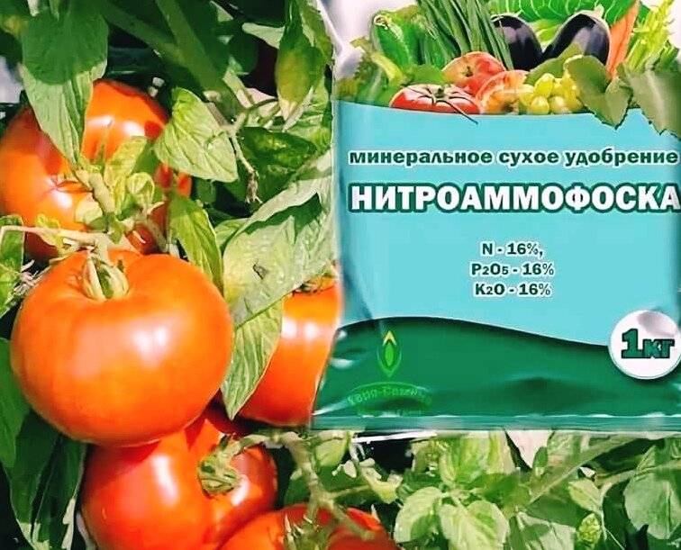 Нитрофоска: применение удобрения для помидор, как разводить подкормку для рассады и теплицы