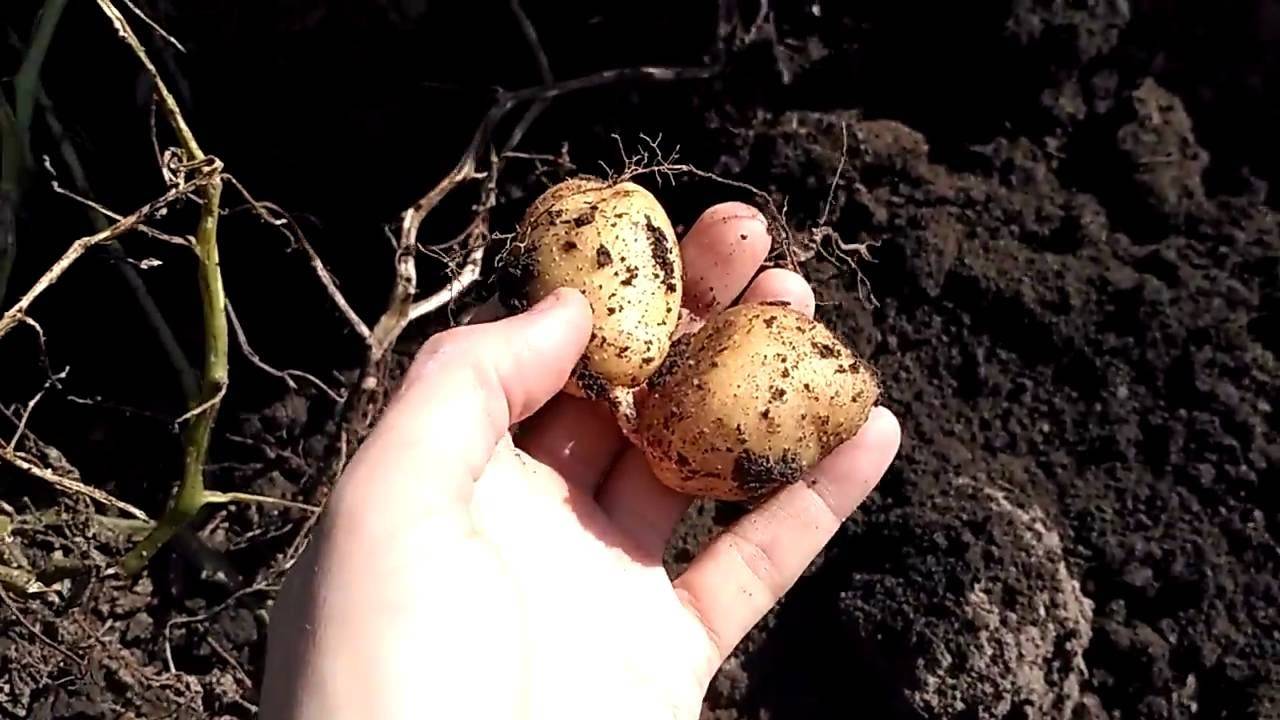 Посадка картофеля семенами и глазками на рассаду в домашних условиях, видео
