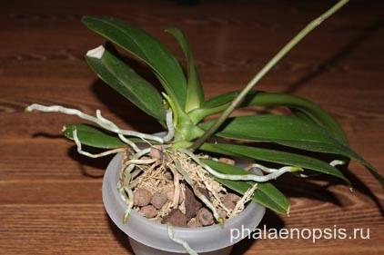 Что делать с воздушными корнями у орхидеи при пересадке, если их много или остались только сухие?