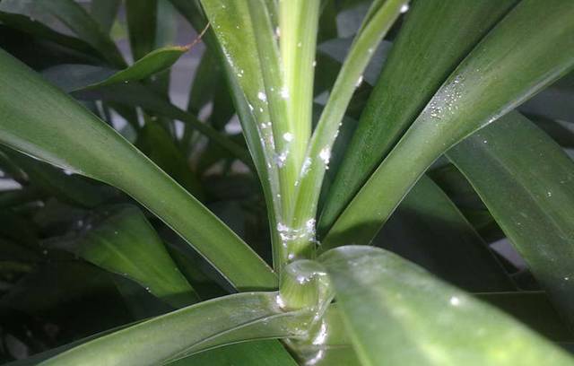 На орхидее появились белые мохнатые жучки: как избавиться от паразитов с хвостиком, фото и видео от цветоводов